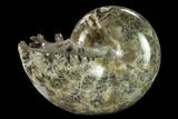 Polished, Agatized Ammonite (Phylloceras?) - Madagascar #132149-1